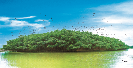 231221江门首批!开平孔雀湖、新会小鸟天堂入选省级重要湿地 (3).png