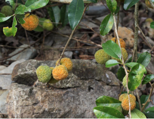 250106加强种质资源保护,夯实生态文明基础——开云电竞官方网站自然资源局召开种质资源调查考察现场会 (4).png