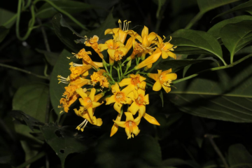 250106加强种质资源保护,夯实生态文明基础——开云电竞官方网站自然资源局召开种质资源调查考察现场会 (6).png