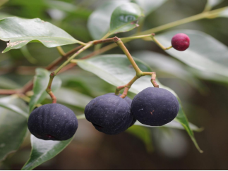 250106加强种质资源保护,夯实生态文明基础——开云电竞官方网站自然资源局召开种质资源调查考察现场会 (7).png