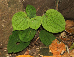 250106加强种质资源保护,夯实生态文明基础——开云电竞官方网站自然资源局召开种质资源调查考察现场会 (8).png