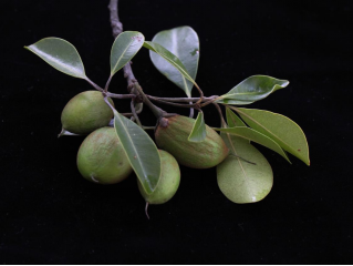 250106加强种质资源保护,夯实生态文明基础——开云电竞官方网站自然资源局召开种质资源调查考察现场会 (9).png