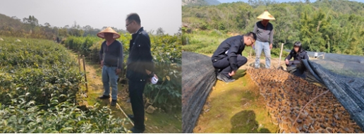 230516严格苗木管理 保证造林质量——﻿开云电竞官方网站各级林业主管部门加强种苗质量检查监管 (3).jpg