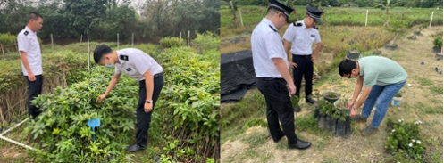 230516严格苗木管理 保证造林质量——﻿开云电竞官方网站各级林业主管部门加强种苗质量检查监管 (6).jpg